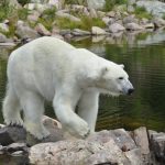 Siberia Witnessed Highest Temperature in the Northern Arctic Till Date